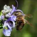 Apis mellifera