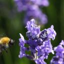 insecte en vol