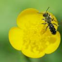 Abeille des renoncules