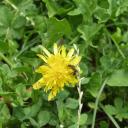 Abeilles de mon jardin