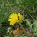 Abeilles de mon jardin