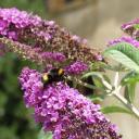 Bourdons sur buddleia