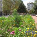 Prairie fleurie place Bellecour