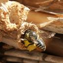 Megachile centuncularis