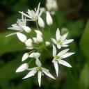 Ail des ours (Allium ursinum)