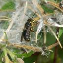 Anthidie récoltant des poils d'épilobe