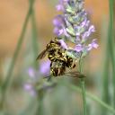 Couple d'Anthidies sur lavandin