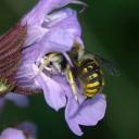 Anthidie mâle sur sauge officinale