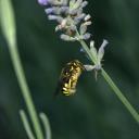 Anthidium mâle au repos sur une fleur de lavandin