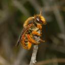 Anthidium sticticum