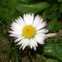 Fleur de Pâquerette (Bellis perennis)