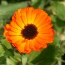 Le souci officinal (Calendula officinalis)