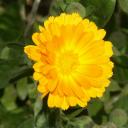 Souci (Calendula officinalis)