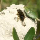 Chalicodome pyrénéen sur son nid