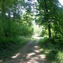 Chemin forestier, la Duchère
