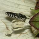 Coelioxys au repos