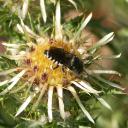 Coelioxys sur Carline
