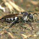 Coelioxys femelle au repos