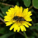 coelioxys