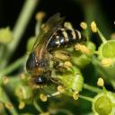 Collète du Lierre (Colletes hederae)