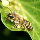 Colletes hederae, langue bifide
