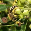 Collète du Lierre (Colletes hederae)