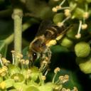 des pattes pleines de pollen...