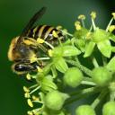 Collète du Lierre (Colletes hederae)