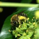 Collète du Lierre (Colletes hederae)