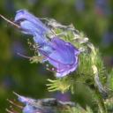 Vipérine commune - Echium vulgare