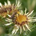 Halicte mâle sur Carline Halicte mâle sur Carline