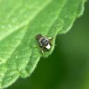 Hylaeus de face