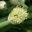 Hylaeus