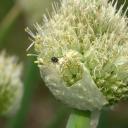 Abeille masquée (Hylaeus sp.)
