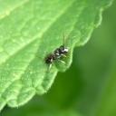Hylaeus