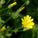 Fleur de Lapsane commune (Lapsana communis)
