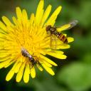 Abeille et syrphe : Lasioglossum et Epistrophe