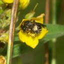 Macropis europaea