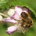 Mégachile mâle sur fleur de ronce