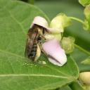 Mégachile sur fleur de haricot