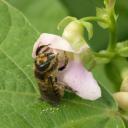 Mégachile femelle sur fleur de haricot