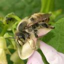 Mégachile mâle sur fleur de haricot