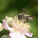 Mégachile mâle sur fleur de ronce
