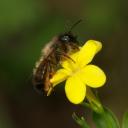 Osmie rousse femelle sur jasmin jaune