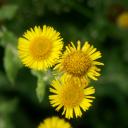 Pulicaire dysentérique (Pulicaria dysenterica)