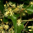 Salsepraeille (Smilax aspera) : l'herbe aux Schtroumpfs