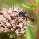 Sphecodes femelle sur une fleur d'eupatoire chanvrine