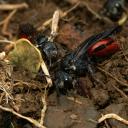 Sphecodes femelle à la sortie du nid parasité