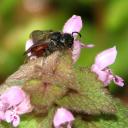 Sphecodes femelle sur une fleur de lamier pourpre Sphecodes femelle sur une fleur de lamier pourpre