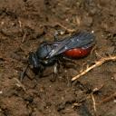 Abeille coucou (Sphecodes sp.)